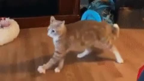 Whiskey with whiskas