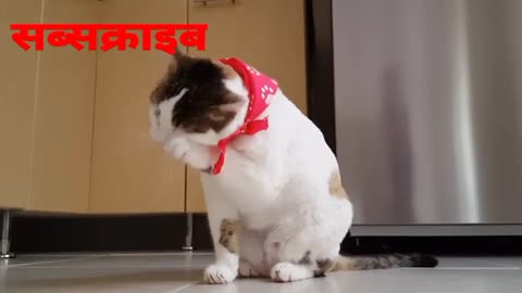 funny cat and dog video cute animalsnny catsfnny animal videos