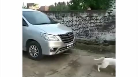 Pitbull vs car