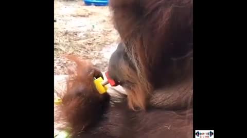 Watch this funny monkey play with a frog.