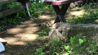 Chipmunk eating a chip