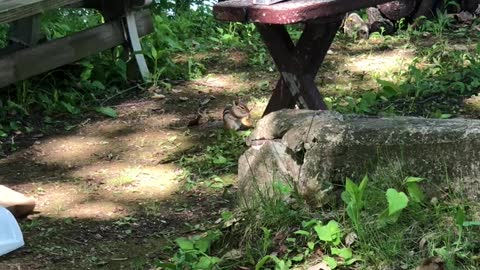 Chipmunk eating a chip