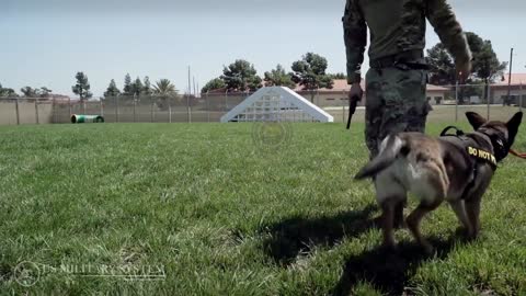 How a military dog trained to become a soilder