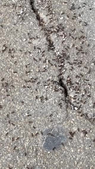 Ant Traffic