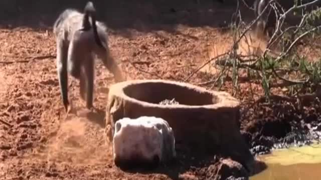 Hunting Baboon Monkeys With Arrows Wild Animals Life Animals Discovery _480p