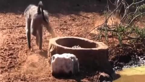 Hunting Baboon Monkeys With Arrows Wild Animals Life Animals Discovery _480p