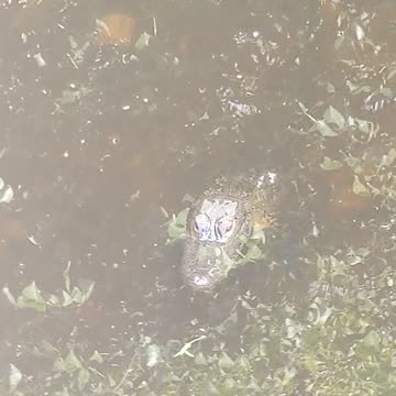 Small Alligator in the creek