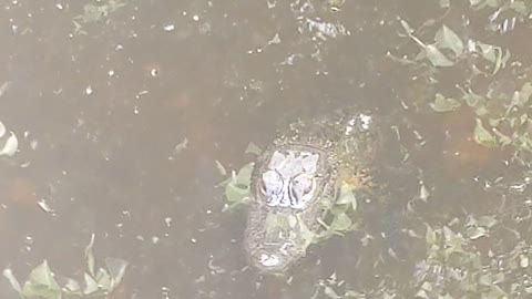 Small Alligator in the creek