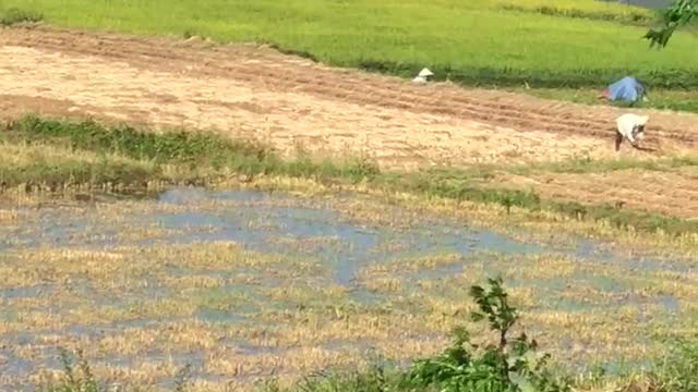 my hometown rice field. Does anyone know any country