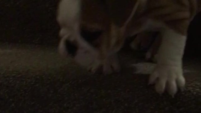 Bulldog puppies climbing stairs