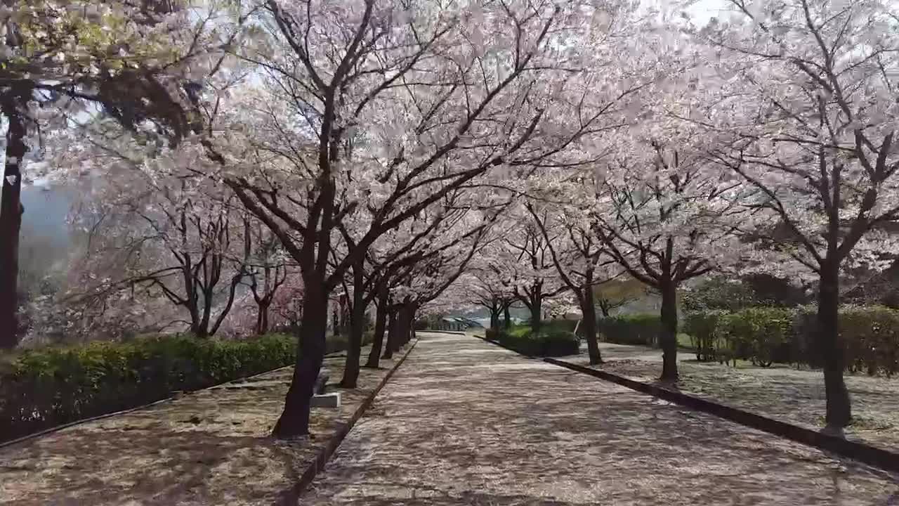 Cherry blossom leaves fit while riding a bicycle