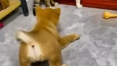 Animals being funny #1 bet you going to laugh!