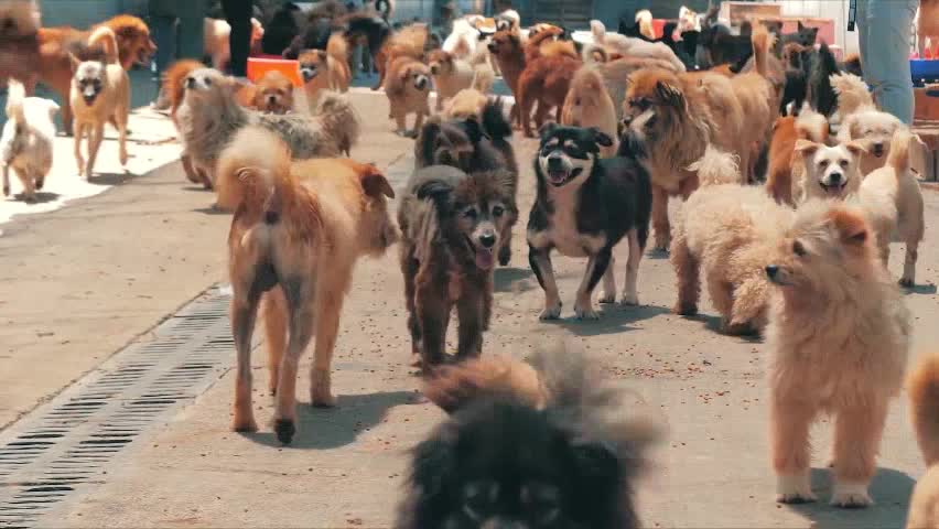 MUITOS CACHORROS