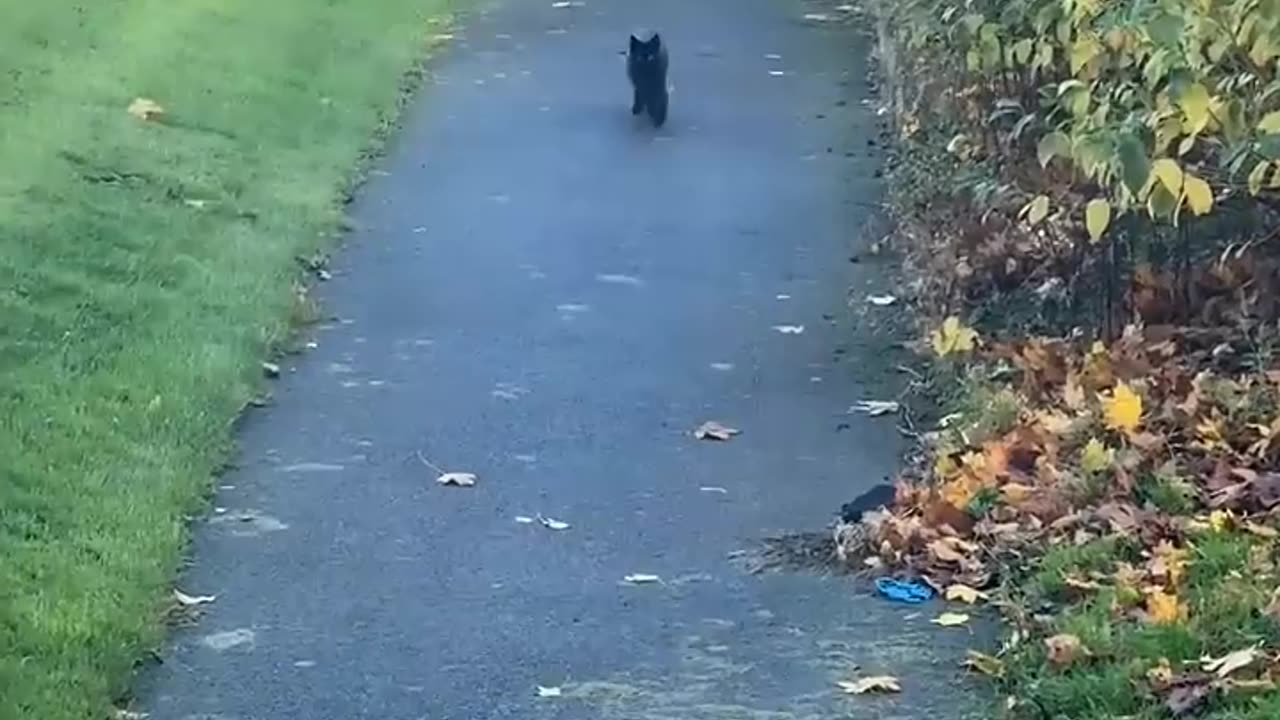The Single Braincell Broke Down #cat #cute #kitten #pets #meow #videos #shorts #dog