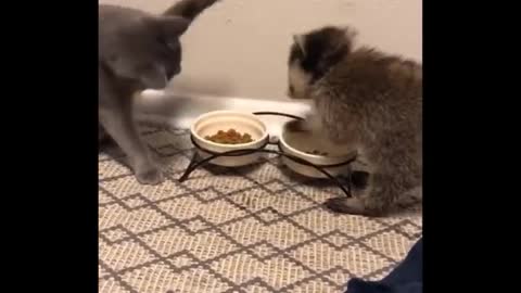 cuteeee animals