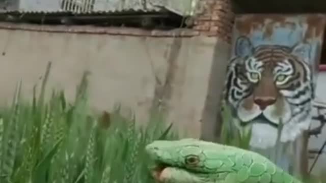 Watch this Beautiful Snake Made by Hand ||First time you will.surprised