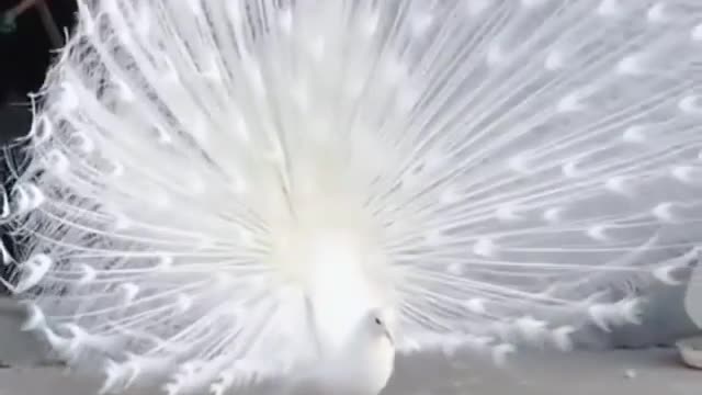 white peacock showing all its beauty