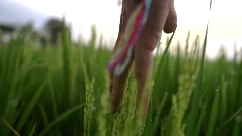 Fingers across the rice field