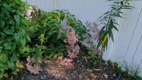 Monarch Butterfly Season 2024 Part 5