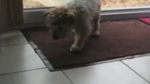 A puppy with manners than most people