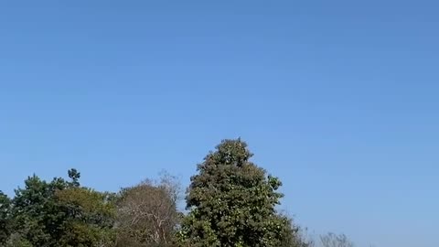 Wildlife in closer view with a natural perspective.