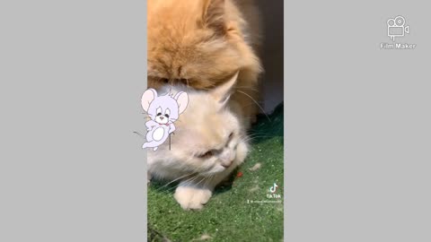 Cat do love with another cat💔💔