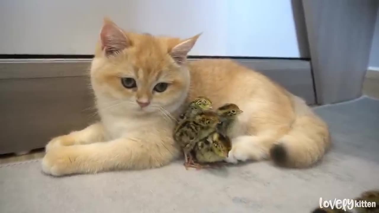 Daily life of kitten Loki and tiny birds, Loki is very gently with them