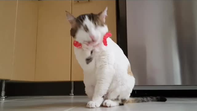 The funny cat funny moment..😉😉😚😚😚😙😘😘😘😘😘