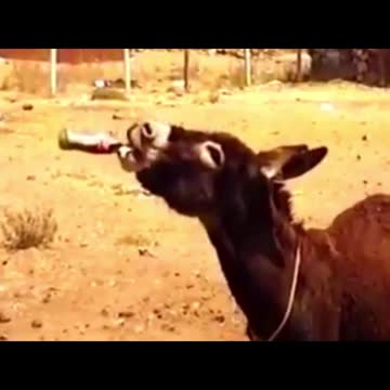 Best funny video wor