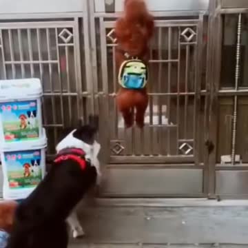 Cutest and smartest puppies in the world.