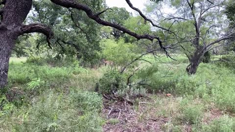 My Deer Encounter part 2