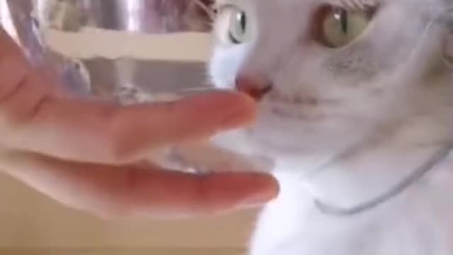 Cat video Playing Beautifull cat video Playing