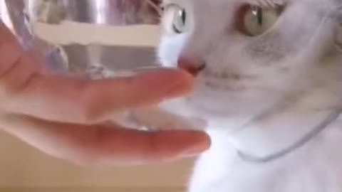 Cat video Playing Beautifull cat video Playing