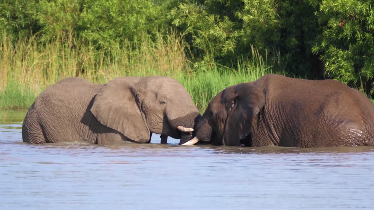 elephant in the water