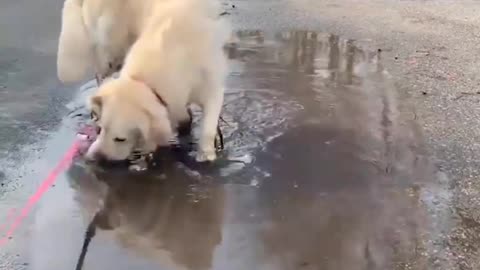 Baby Dogs - Funny and Cute Labrador Puppies || Golden Retrievers New Dog Compilation