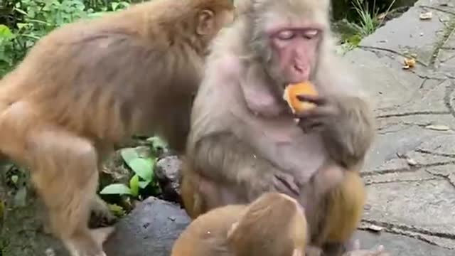 Monkey videos