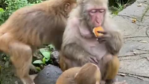 Monkey videos