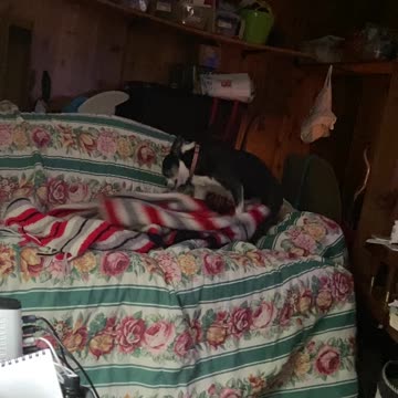 Dog fixing a bed to sleep in!