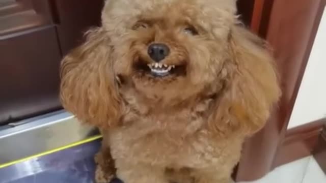 Dog laughing meme | Doodle Dog Laughing Funny