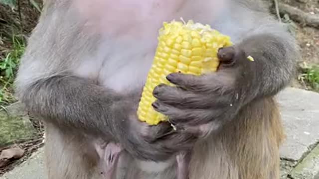 Funniest Animals | Best Of The 2020 Funny Animal Videos