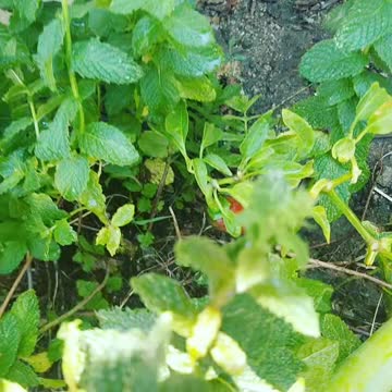 stubled unto a strange new red pepper