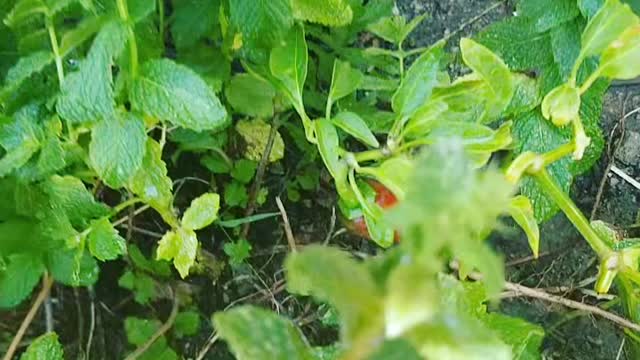 stubled unto a strange new red pepper