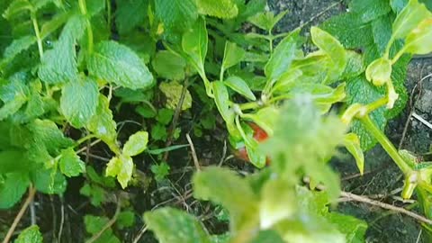 stubled unto a strange new red pepper