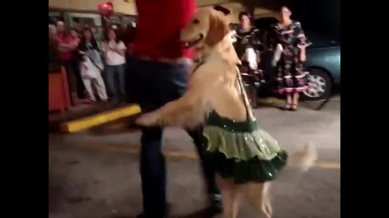 Funny dancing dog Compalition