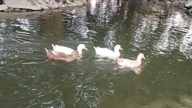 Ducks Swimming In A Pond By Kingdom Of Awais