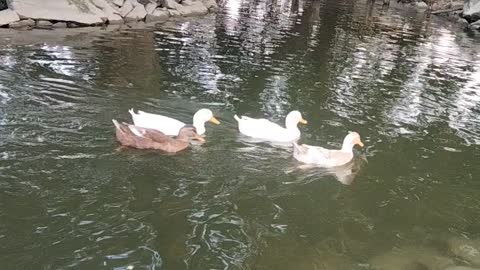 Ducks Swimming In A Pond By Kingdom Of Awais