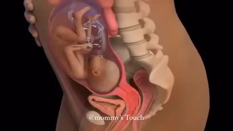 How a baby grows inside a woman’s body