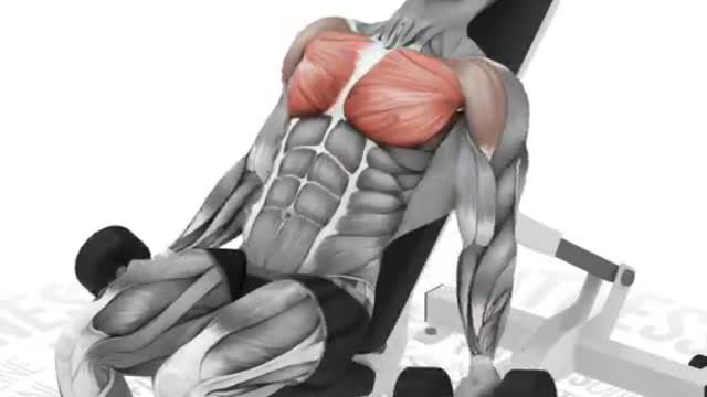 Best Chest Workout Exercises