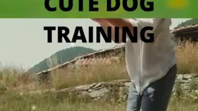 Dog training