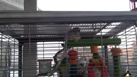 Crazy Budgie